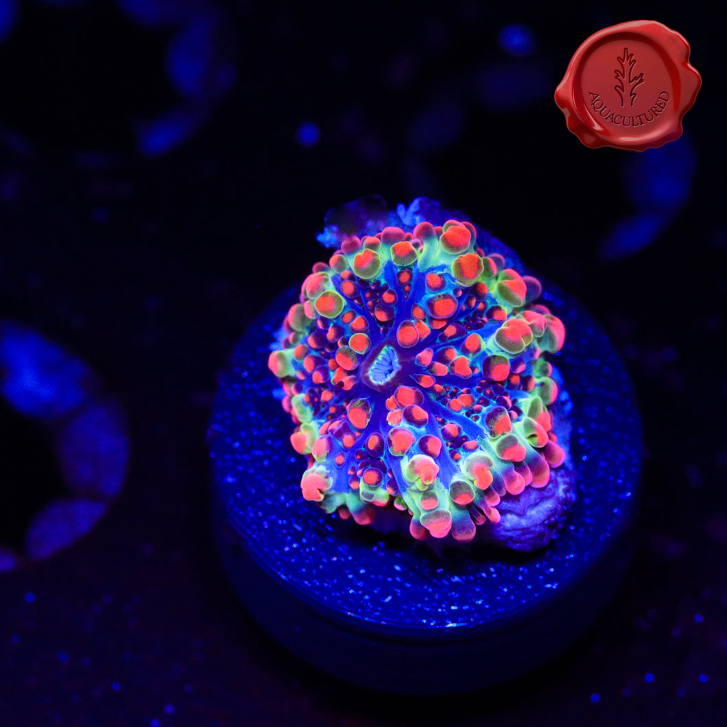 OG Godzilla Bounce Mushroom 04