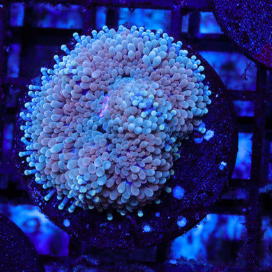 Florida Ricordea Mushroom 04 - 1.25”