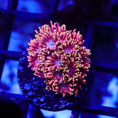 Red with Orange Tips Goni