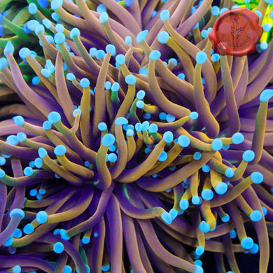 BLA Eternal Sunshine Spawn Torch 01