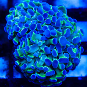 Green Hammer with Blue Tips