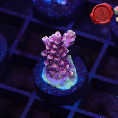 TGC Pink Dragonite 02
