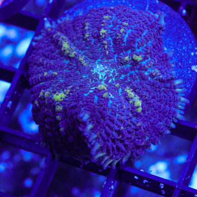 Indo Rhodactis Mushroom 04