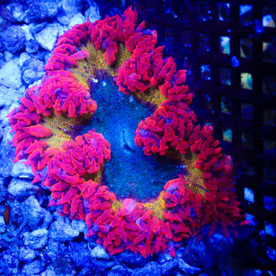 Rock Flower Anemone 04