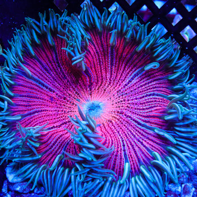 Rock Flower Anemone 05