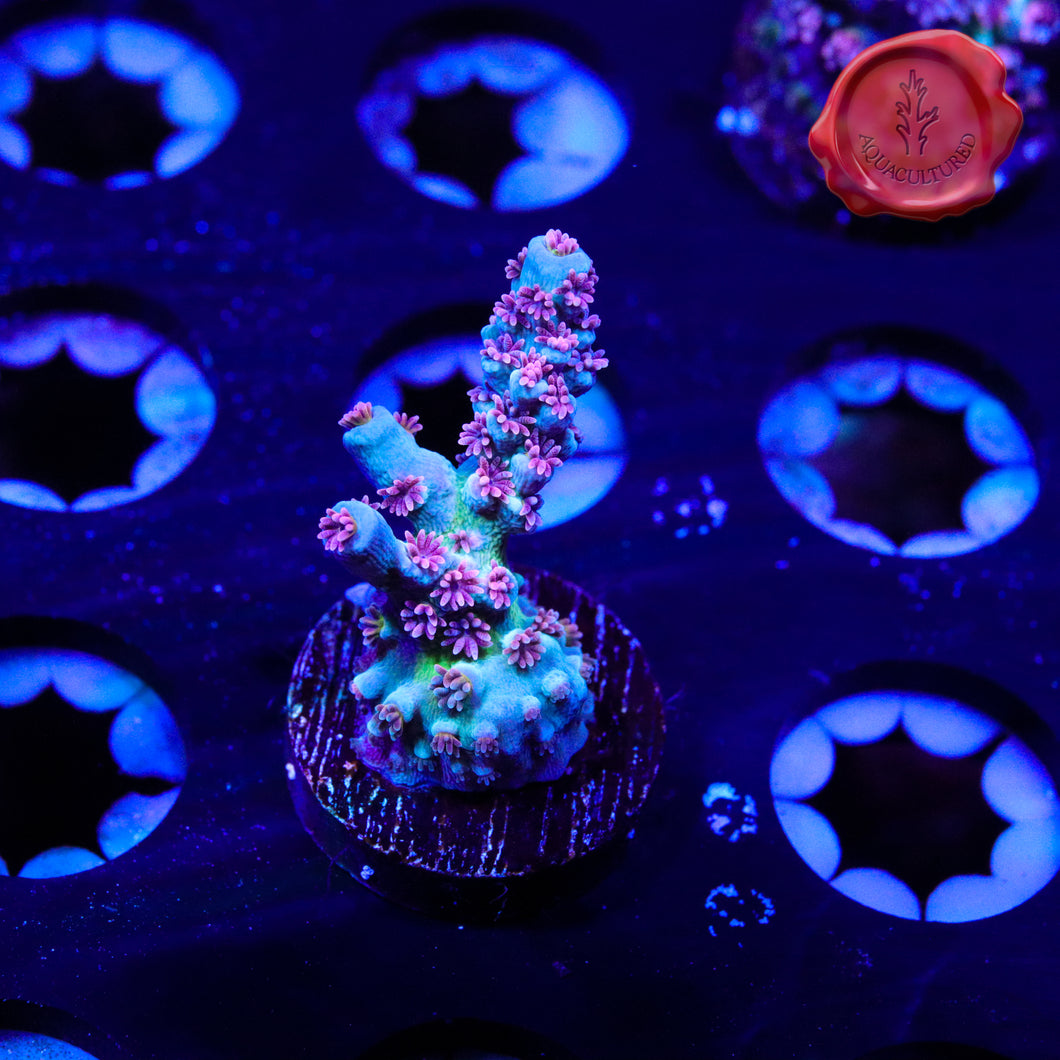 BKChem Red Wedding 02