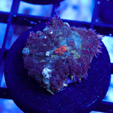 Indo Rhodactis Mushroom 03