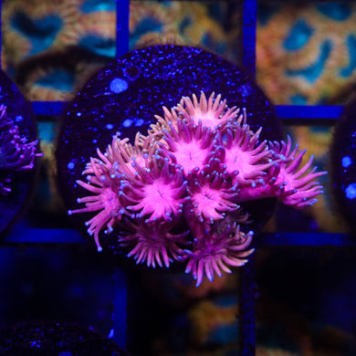 Pink and Orange Goni