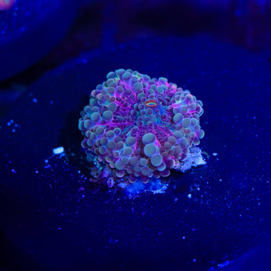 Indo Yuma Mushroom 01 - 1/2”
