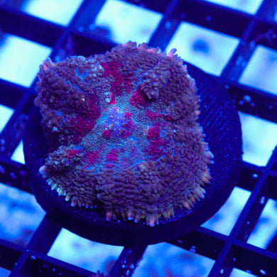 Indo Rhodactis Mushroom 02