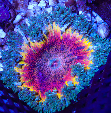 Rock Flower Anemone 01