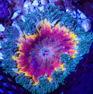 Rock Flower Anemone 01