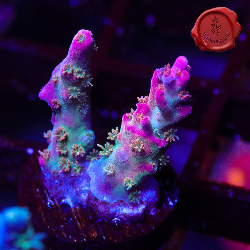 Vivid Confetti