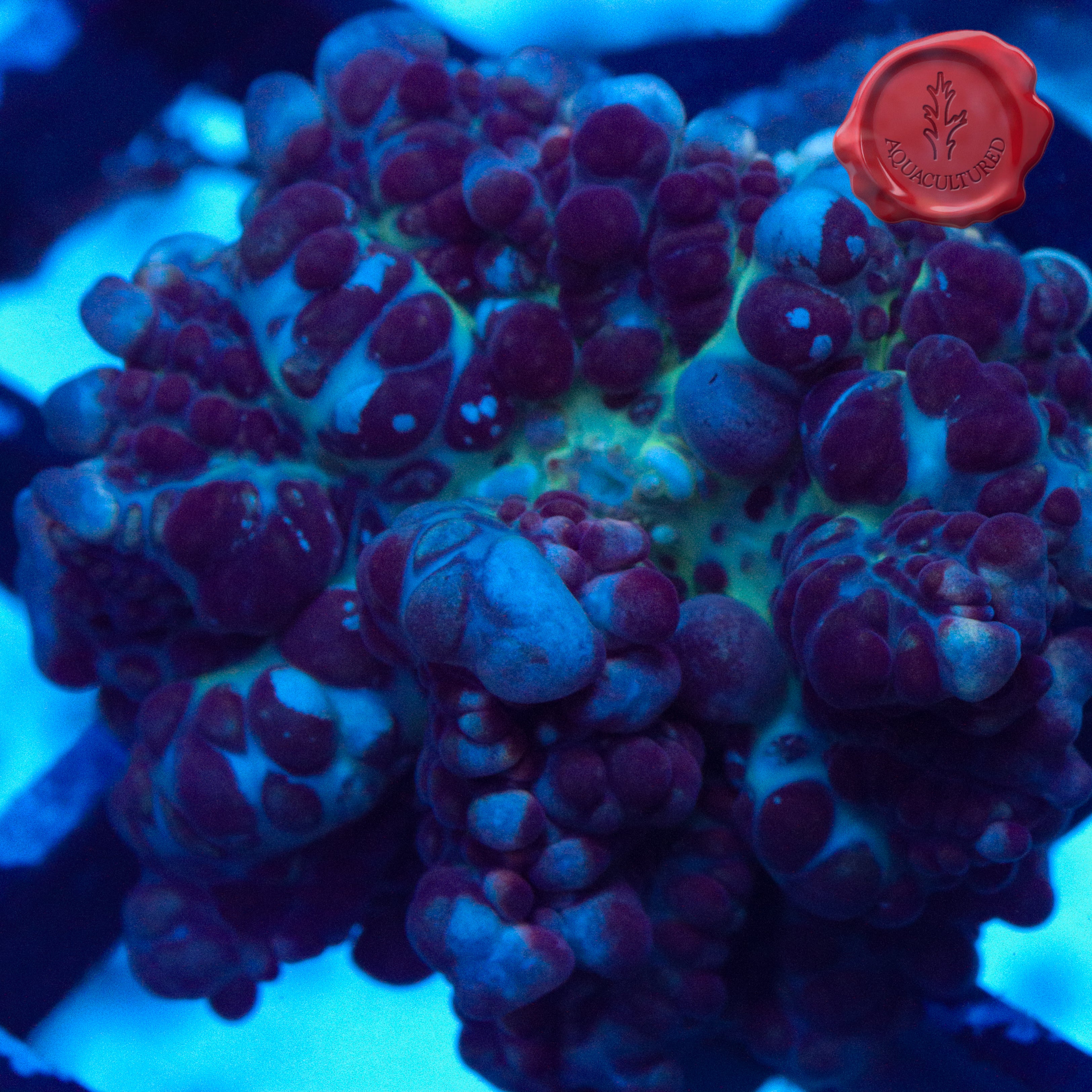 Juggernaut Bounce Mushroom - 1.5” – Black Label Aquatics