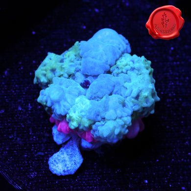 BLA Frankenstar Bounce Mushroom - 3/4”