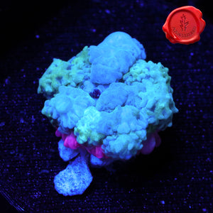 BLA Frankenstar Bounce Mushroom - 3/4”