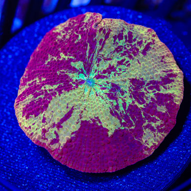 Jawbreaker Mushroom Ultra 01 - 1.25”