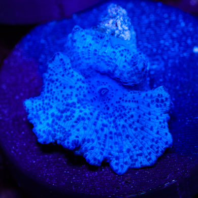 Blue Spotted Disco Mushroom 01 - 1”
