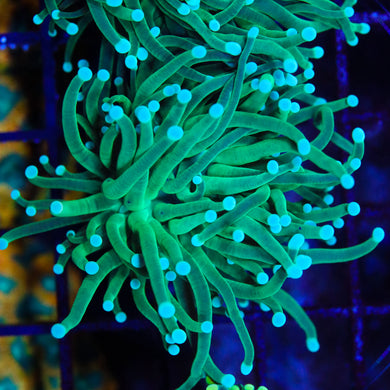 Green Torch 03