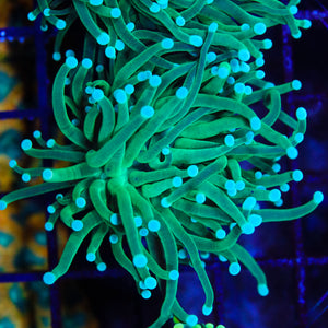 Green Torch 03