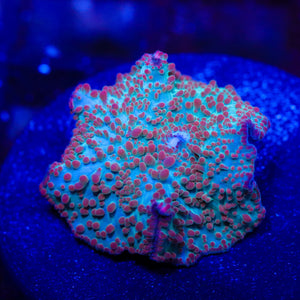 BLA Red Sprinkles Mushroom 01 - 1”
