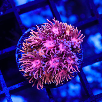 Pink and Orange Goni - 02