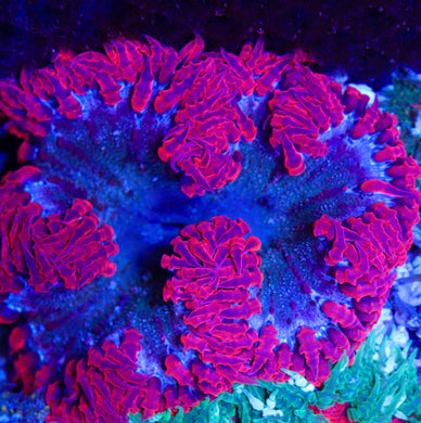 Rock Flower Anemone 07