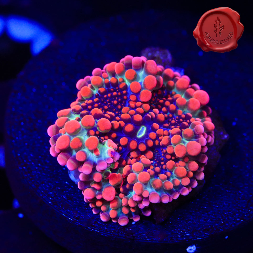 OG Godzilla Bounce Mushroom 03 - 1” across