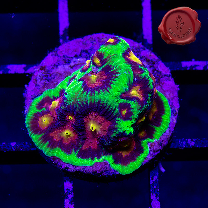 Antivenom Favia 01