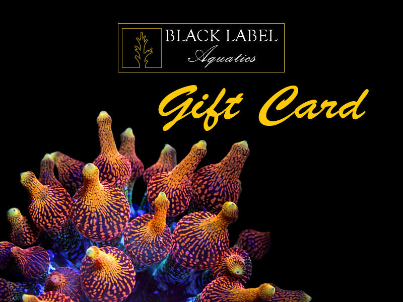 Black Label Aquatics Gift Card
