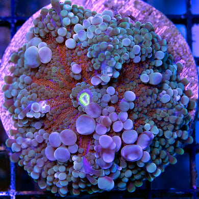 ricordea yuma bounce mushroom coral