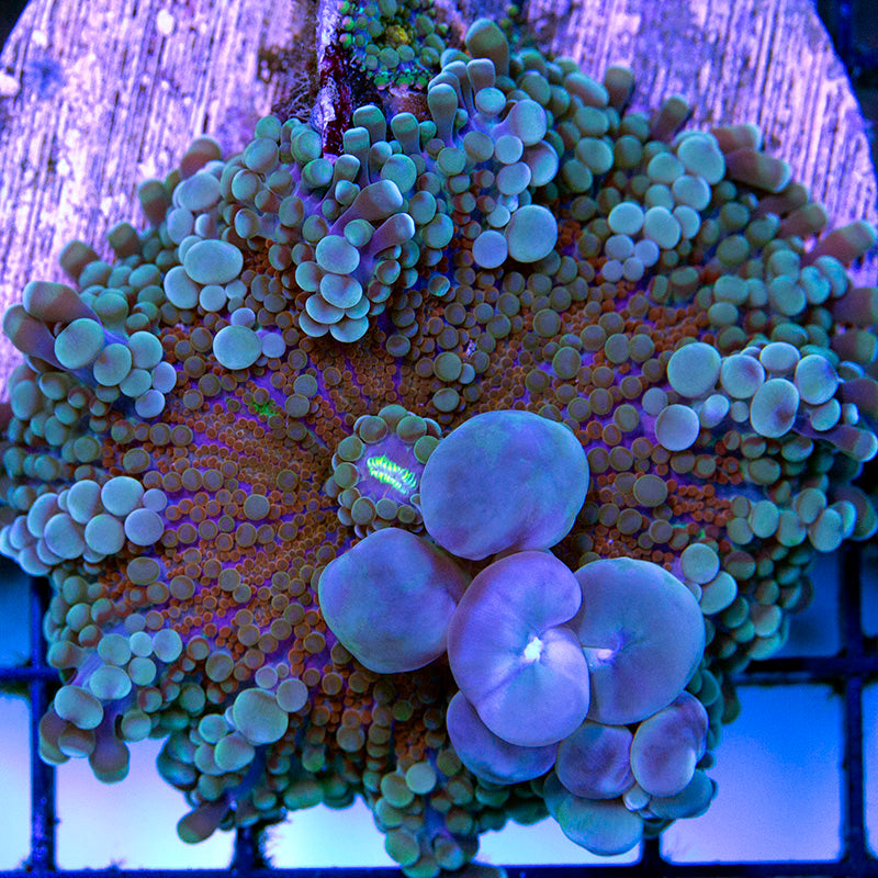 Bounce Yuma Mushroom 03 LG – Black Label Aquatics
