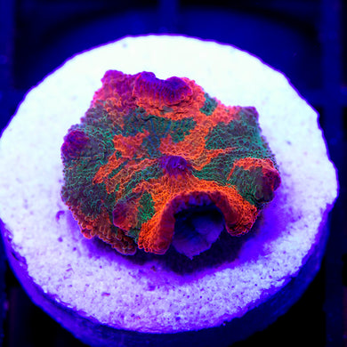 Ultra Candy Crush Jawbreaker Mushroom