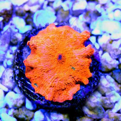 Candy Crush Jawbreaker Mushroom 02