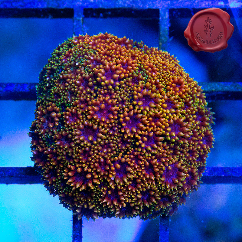BLA Crown of Thorns Goni 01