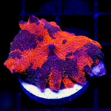 Deadpool Jawbreaker Mushroom 01