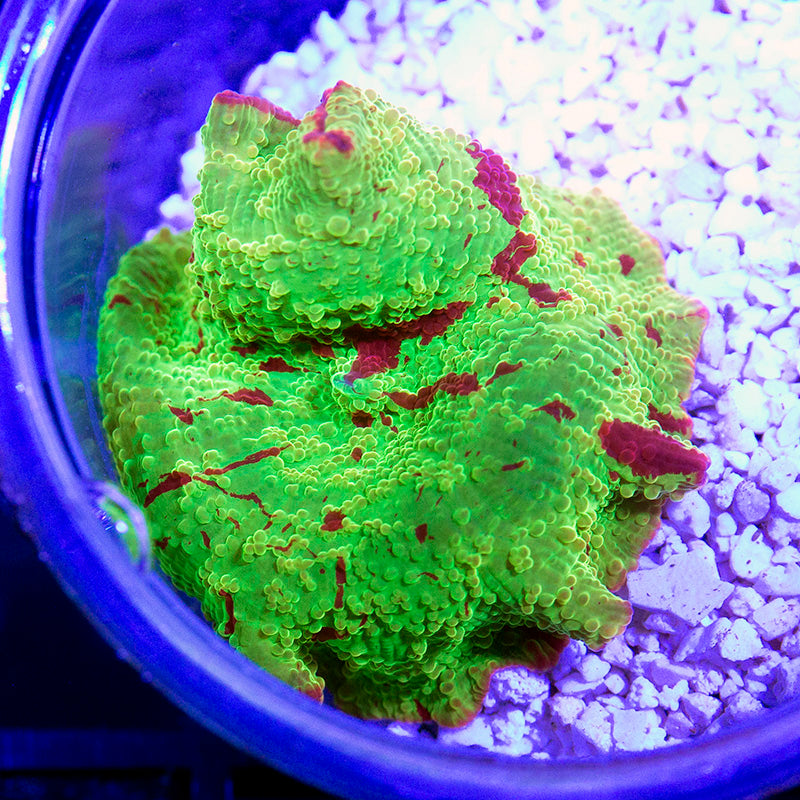 Eclectus Jawbreaker Mushroom