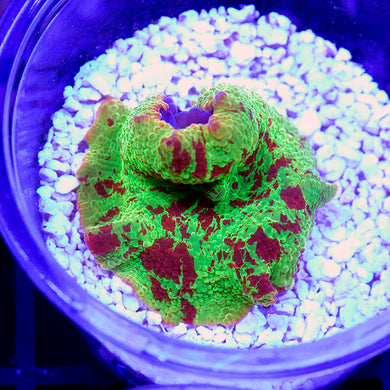 Eclectus Jawbreaker Mushroom 02