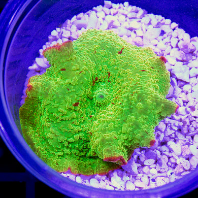 Eclectus Jawbreaker Mushroom 06