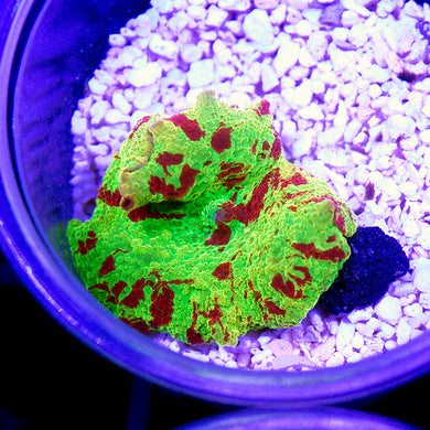 Eclectus Jawbreaker Mushroom 07
