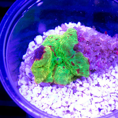 Eclectus Jawbreaker Mushroom 08