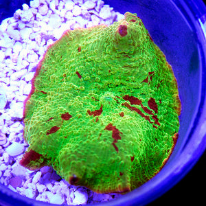 Eclectus Jawbreaker Mushroom 09