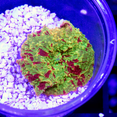 Eclectus Jawbreaker Mushroom 10
