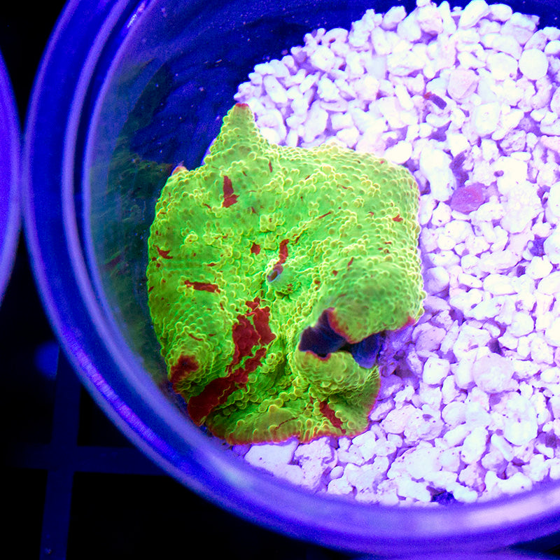 Eclectus x Kryptonite Jawbreaker Mushroom