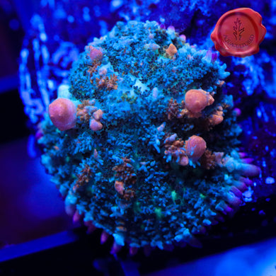 Sunkist Bounce Mushroom