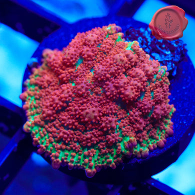 BLA Robin Bounce Mushroom 02 - 3/4