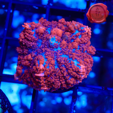 BLA Racy Red Bounce Mushroom 02 - 1.25