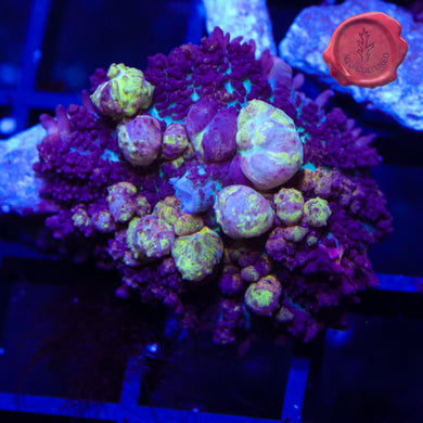 CK Black Mamba Bounce Mushroom 02 - 1