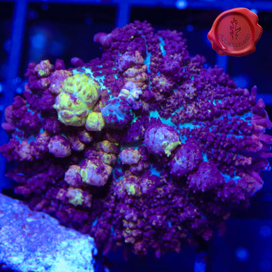 CK Black Mamba Bounce Mushroom 03 - 1