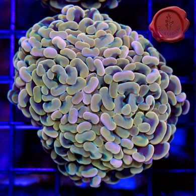 Gold Branching Hammer 07